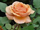 Bild: Rose orange 01 – Klick zum Vergrößern