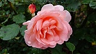 Bild: Rose orange 02 – Klick zum Vergrößern