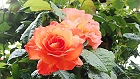 Bild: Rose orange 03 – Klick zum Vergrößern