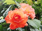 Bild: Rose orange 03 – Klick zum Vergrößern