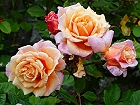 Bild: Rose gelb 05 – Klick zum Vergrößern