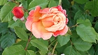 Bild: Rose gelb 06 – Klick zum Vergrößern
