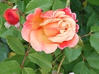 Bild: Rose gelb 06 – Klick zum Vergrößern