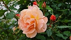 Bild: Rose orange 07 – Klick zum Vergrößern