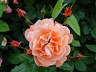Bild: Rose orange 08 – Klick zum Vergrößern