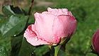 Bild: rosa Regenrose 01 – Klick zum Vergrößern