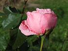 Bild: rosa Regenrose 01 – Klick zum Vergrößern