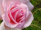 Bild: rosa Rose 02 – Klick zum Vergrößern