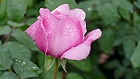 Bild: Rose rosa 03 – Klick zum Vergrößern