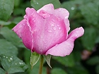 Bild: Rose rosa 03 – Klick zum Vergrößern