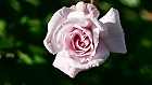 Bild: Rose rosa 05 – Klick zum Vergrößern