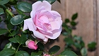 Bild: Rose rosa 06 – Klick zum Vergrößern