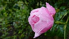 Bild: Rose rosa 07 – Klick zum Vergrößern