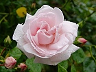 Bild: Rose rosa 08 – Klick zum Vergrößern
