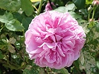Bild: Rose rosa 09 – Klick zum Vergrößern