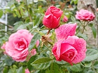 Bild: Rose rosa 10 – Klick zum Vergrößern