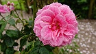 Bild: Rose rosa 11 – Klick zum Vergrößern