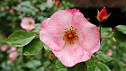 Bild: Rose rosa 12 – Klick zum Vergrößern