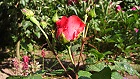 Bild: rote Rose mit Regentropfen – Klick zum Vergrößern