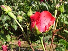 Bild: rote Rose mit Regentropfen – Klick zum Vergrößern