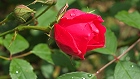 Bild: rote Rose 03 – Klick zum Vergrößern