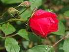 Bild: rote Rose 03 – Klick zum Vergrößern