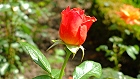 Bild: rote Rose 04 – Klick zum Vergrößern