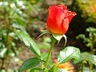 Bild: rote Rose 04 – Klick zum Vergrößern