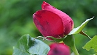 Bild: Rose rot 05 – Klick zum Vergrößern