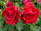 Bild: Rose rot 07 – Klick zum Vergrößern