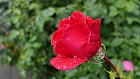 Bild: Rose rot 07 – Klick zum Vergrößern