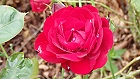 Bild: Rose rot 10 – Klick zum Vergrößern