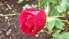 Bild: Rose rot 11 – Klick zum Vergrößern