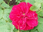 Bild: Rose rot 12 – Klick zum Vergrößern