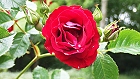 Bild: Rose rot 13 – Klick zum Vergrößern