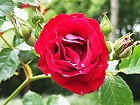 Bild: Rose rot 13 – Klick zum Vergrößern
