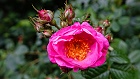 Bild: Rose rosa 14 – Klick zum Vergrößern