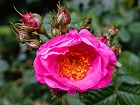 Bild: Rose rosa 14 – Klick zum Vergrößern