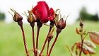 Bild: Rose rot 15 – Klick zum Vergrößern