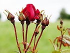 Bild: Rose rot 15 – Klick zum Vergrößern