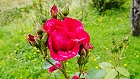 Bild: Rose rot 16 – Klick zum Vergrößern