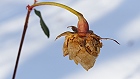 Bild: Rose trocken – Klick zum Vergrößern