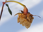 Bild: Rose trocken – Klick zum Vergrößern