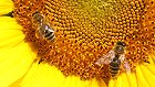 Bild: Sonnenblume und Bienen 02 – Klick zum Vergrößern