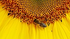 Bild: Sonnenblume 03 mit Biene – Klick zum Vergrößern