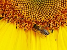 Bild: Sonnenblume 03 mit Biene – Klick zum Vergrößern