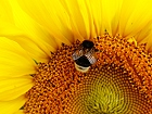 Bild: Sonnenblume 04 mit Hummel – Klick zum Vergrößern