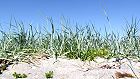 Bild: Strandgras&nbsp;&ndash; Klick zum Vergr&ouml;&szlig;ern
