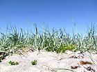 Bild: Strandgras – Klick zum Vergrößern