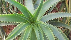 Bild: Tintenfisch-Aloe&nbsp;&ndash; Klick zum Vergr&ouml;&szlig;ern